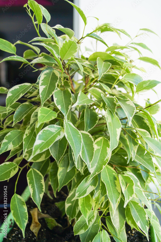 Ficus flower in green pot