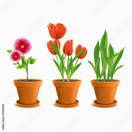 Set of graphic flowers in pots isolated on white, vector illustration