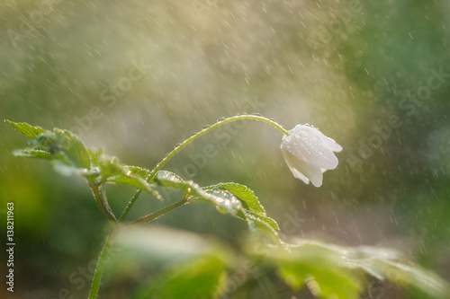 Foto White anemone in the rain