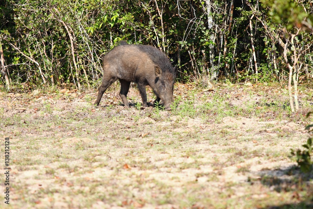 Wild boar, Sus scrofa cristalus, Wilpattu, Sri Lanka Wild boar, Sus scrofa cristalus, Wilpattu, Sri Lanka