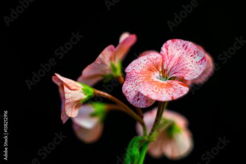 blooming bouquet of pink geranium speckled flowers on black background selective focus