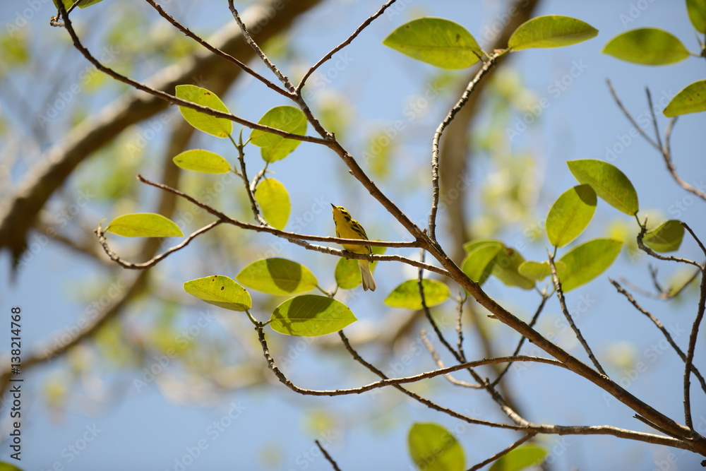Prairie Warbler (Setophaga discolor) Prairie Warbler (Setophaga discolor)