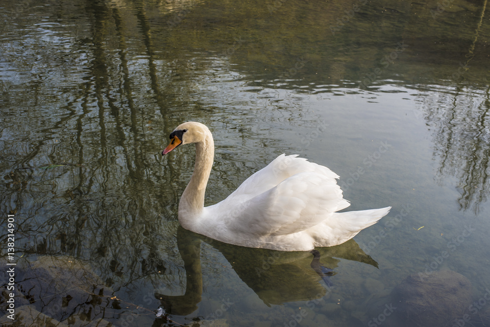 Fototapeta premium cigno
