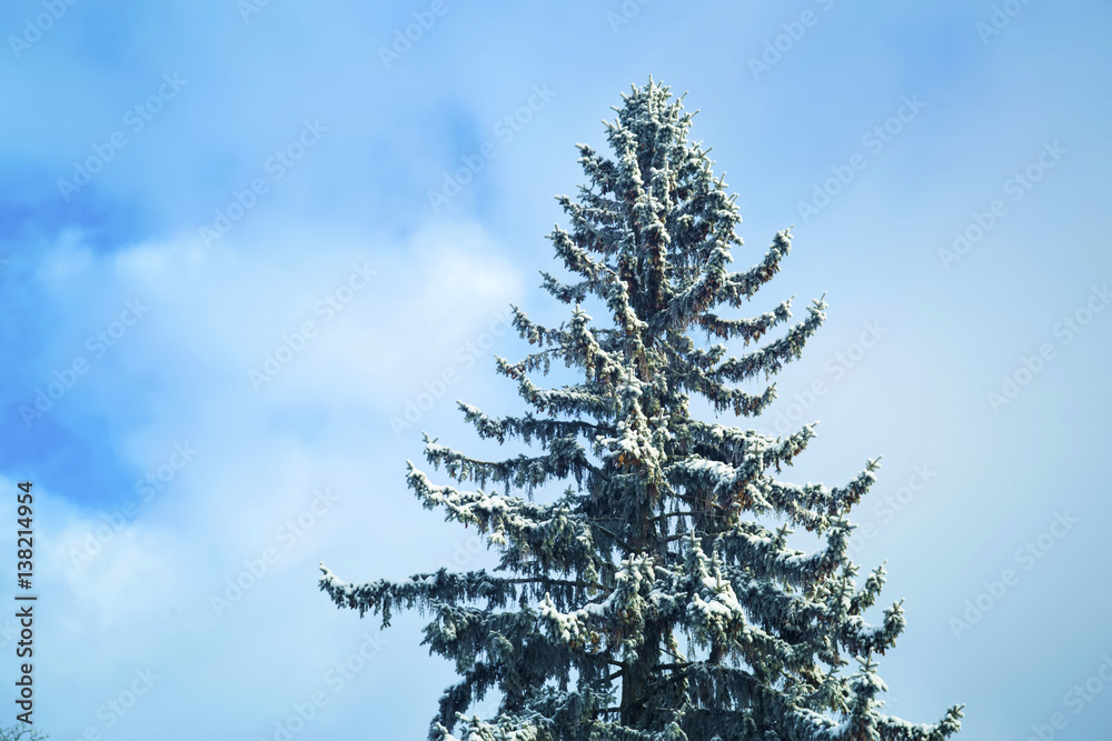 Blue spruce with cones covered with frost and snow against the background of the sky Blue spruce with cones covered with frost and snow against the background of the sky