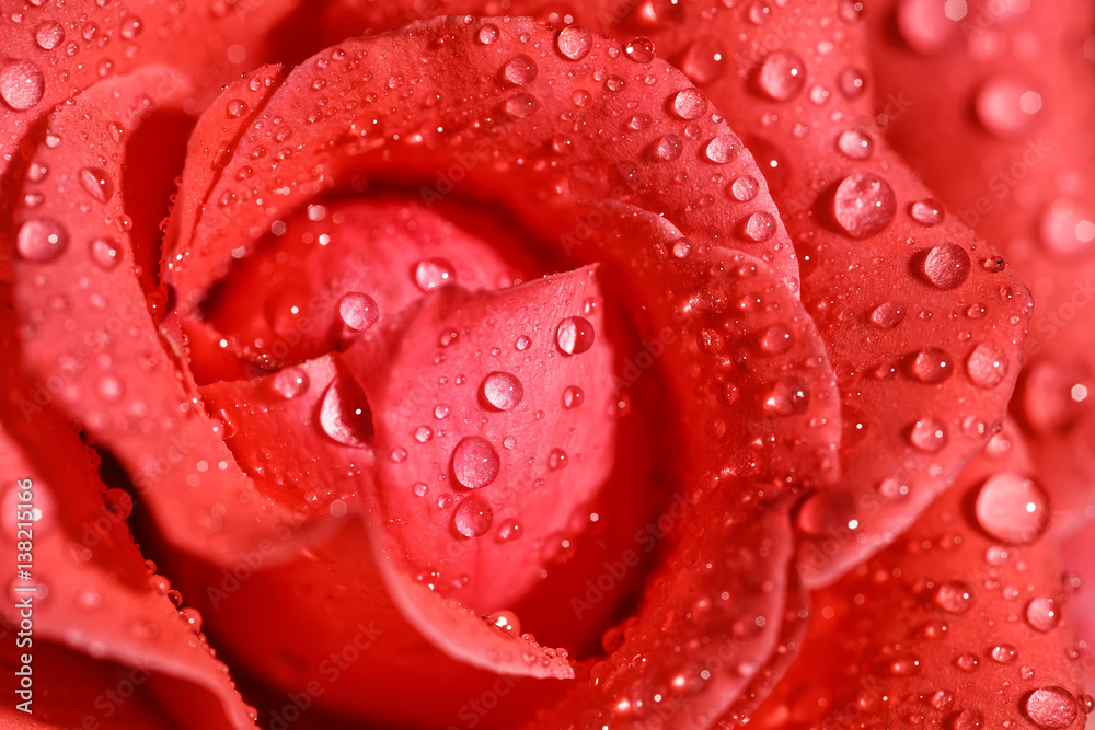 close-up rose with water drops