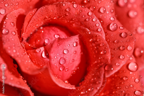 close-up rose with water drops