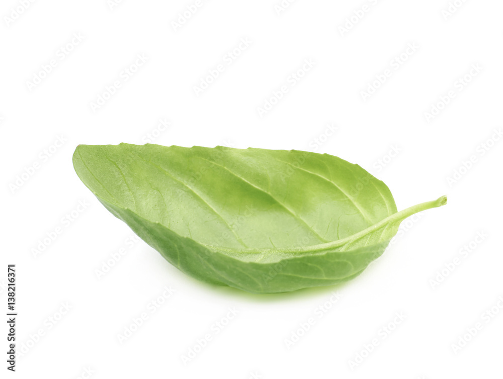 Fresh basil leaf isolated Fresh basil leaf isolated