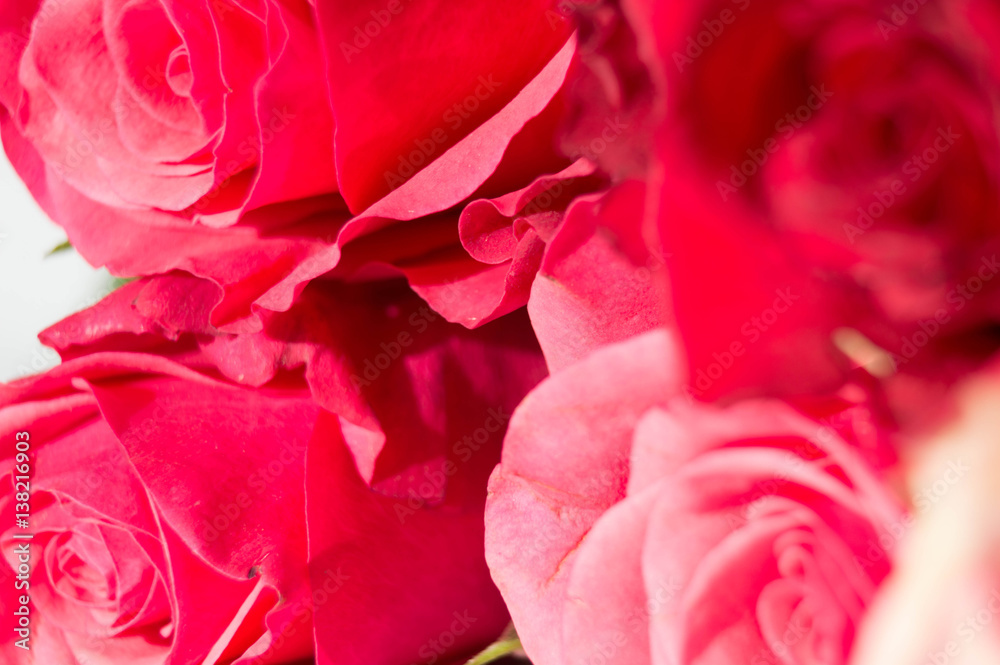 Roses Roses