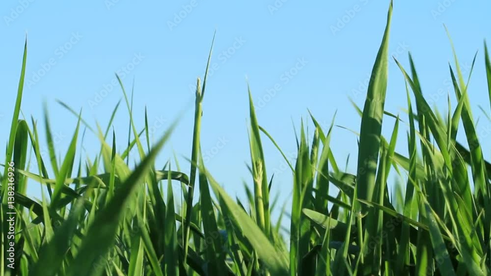 green grass. HD shot with motorized slider.
green grass. HD shot with motorized slider.