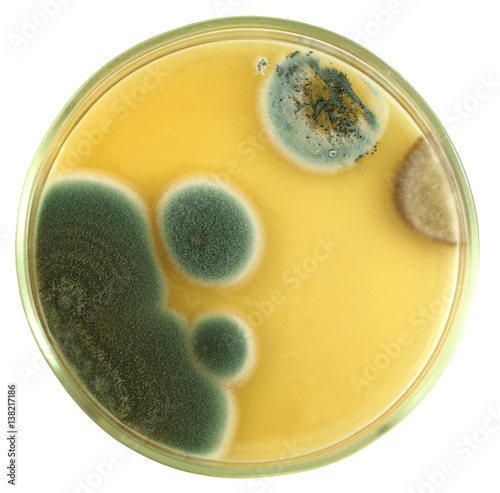 Colonies of allergic mould (genus Penicillium and Aspergillus)  from air spores and biologically damaged constructions on a petri dish (agar plate) isolated on a white background. Focus on full depth. photo