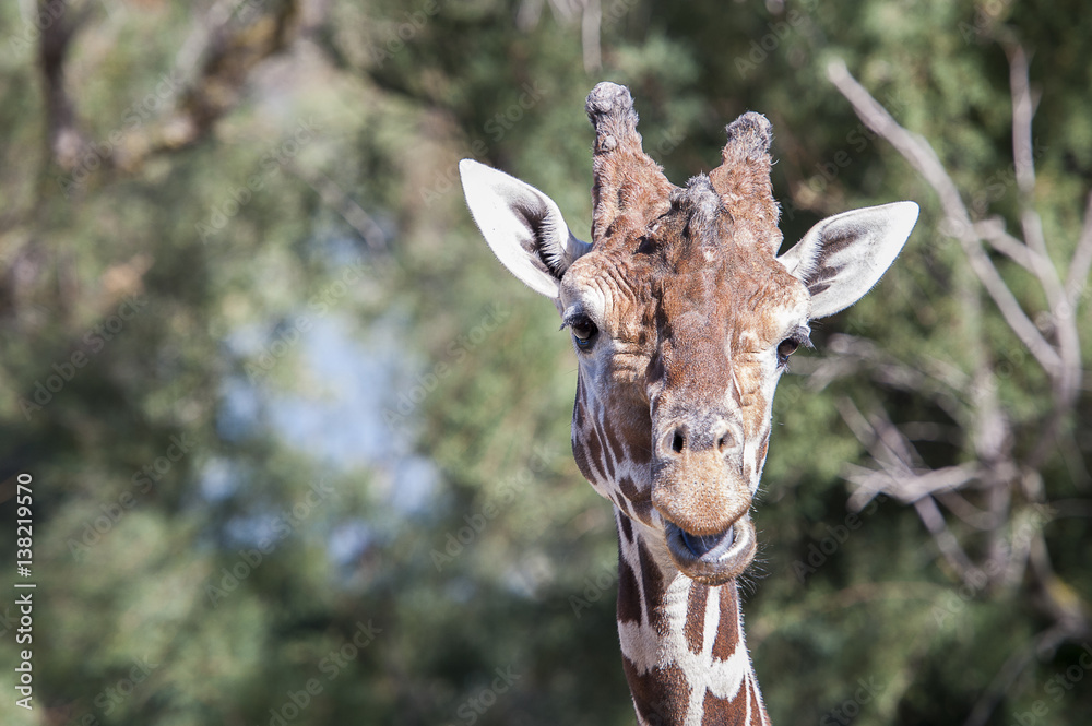 Obraz premium Portret żyrafa
