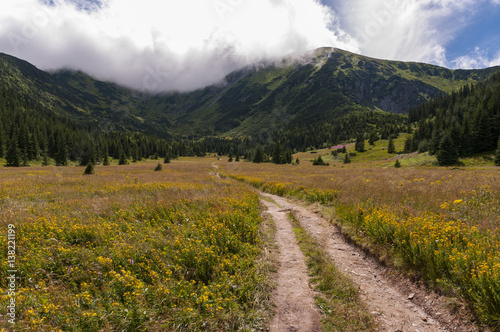 Mountain valley filled with flowers. Western Tatras.