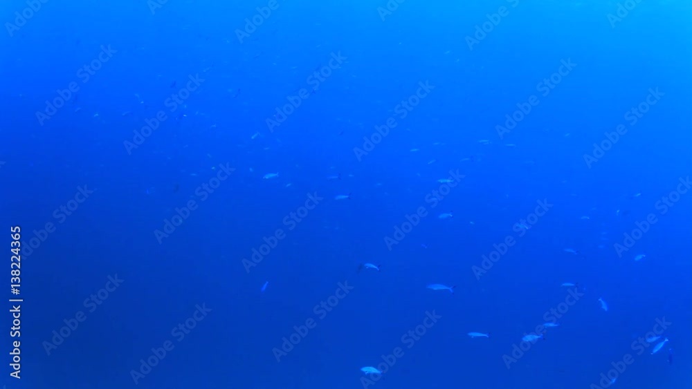 Fish school in ocean. Snapper fish in sea