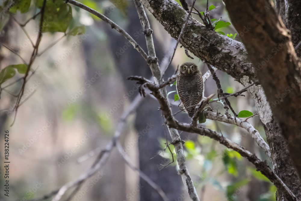 Jungle owlet perching on a branch, Pench National Park, India Jungle owlet perching on a branch, Pench National Park, India