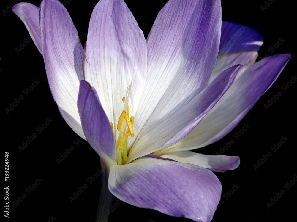 Fototapeta premium Crocus