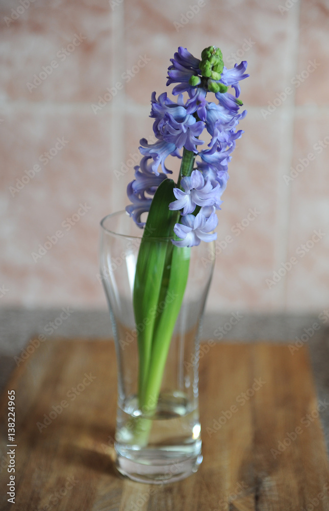 Tender blue hyacinth flowers in a glass vase. Nice pink background, wooden table, spring mood