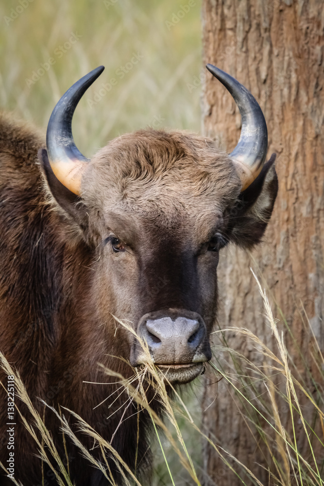 Portrait of a Gaur, Pench National Park, India Portrait of a Gaur, Pench National Park, India