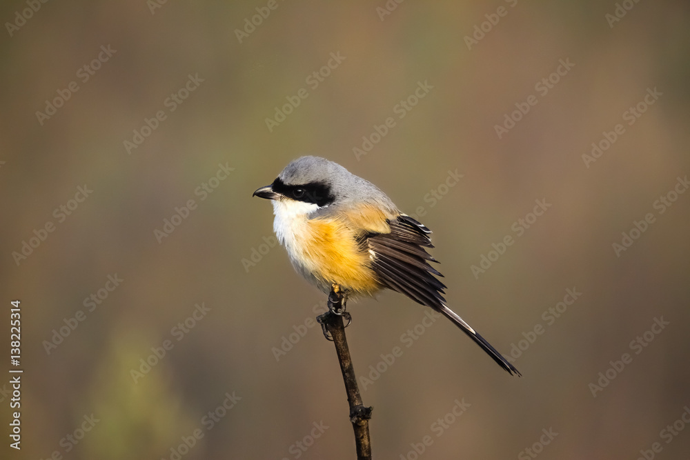Naklejka premium Close up of a Long tailed shrike perching on a branch, Kanha National Park, India