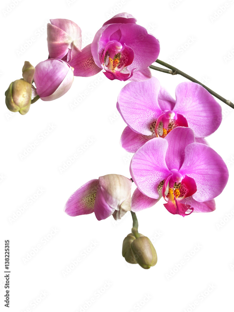 Obraz premium a branch of phalaenopsis orchid flowers and buds isolated on white background