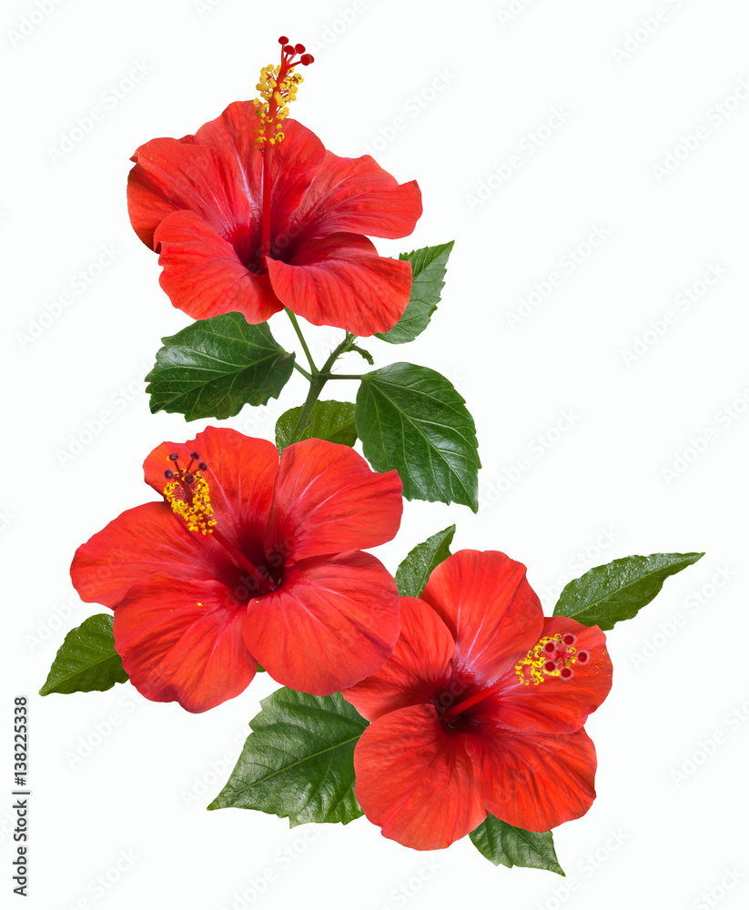 red hibiscus flowers and buds red hibiscus flowers and buds