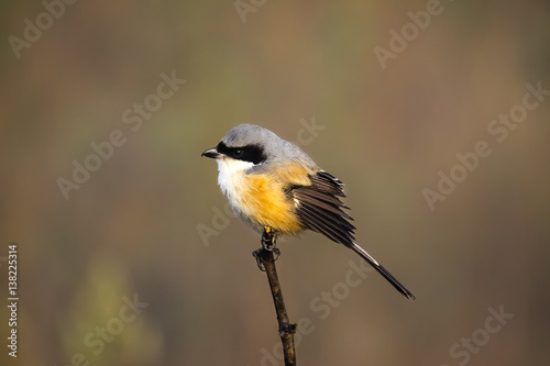 Close up of a Long tailed shrike perching on a branch, Kanha National Park, India
