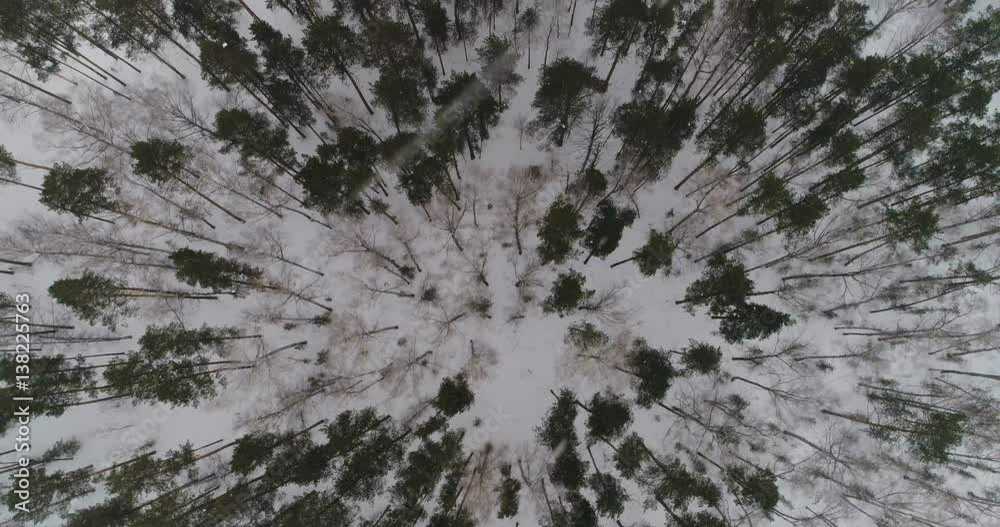 Winter forest view from above Winter forest view from above