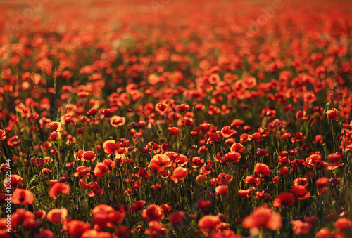 Fototapeta Naklejka Na Ścianę i Meble -  boundless field of beautiful red poppies