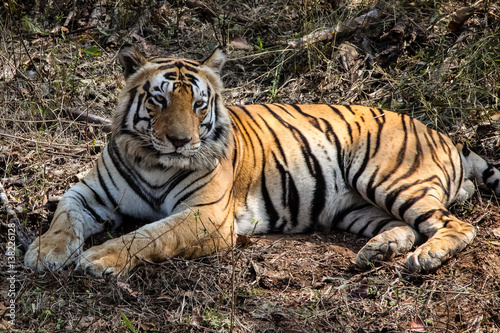 Close up of an impressive Bengal tiger resting in the forest  Kanha National Park  India