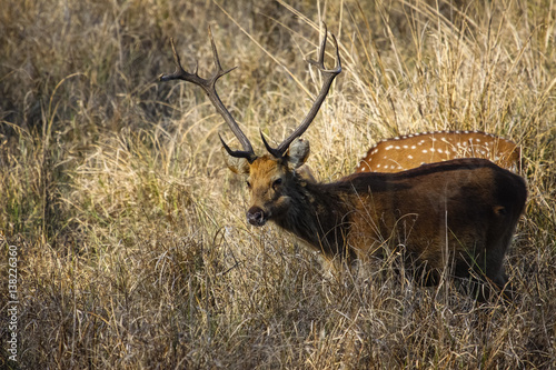 Very rare male Barasingha or Swamp deer with Spotted deers in the background, Kanha National Park, India © Uwe Bergwitz