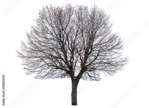 bare linden tree