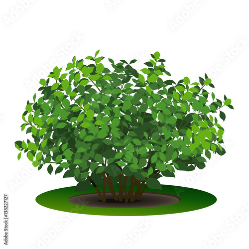 bush with green leaves and shadow