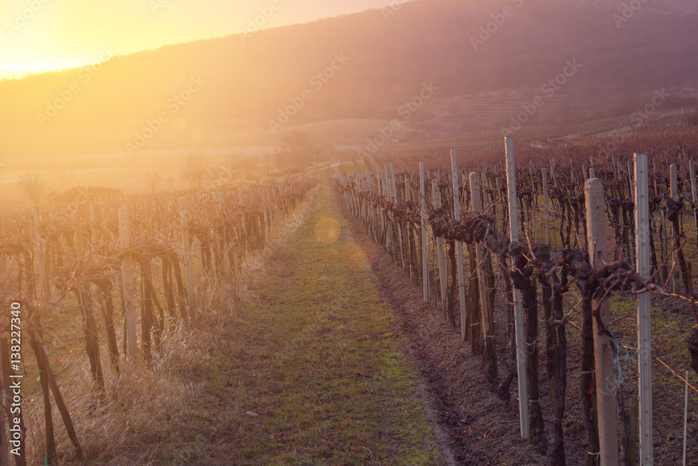 sunset in vineyard sunset in vineyard