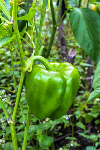 green pepper in garden