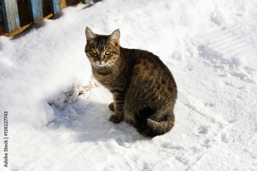 Cat in winter snow.