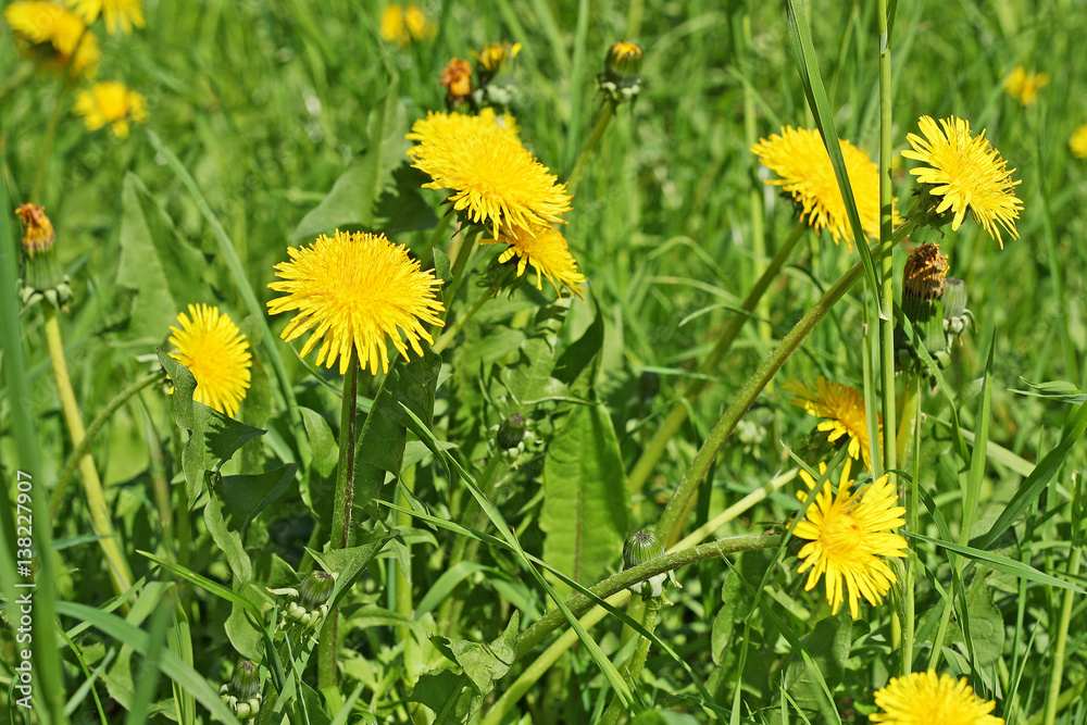 Yellow dandelions grow in a green grass.