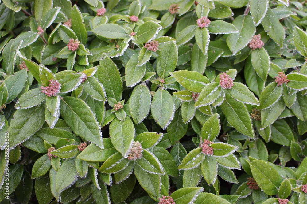 Fototapeta premium Frozen Leaves