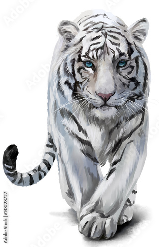 White tiger sneaks watercolor painting