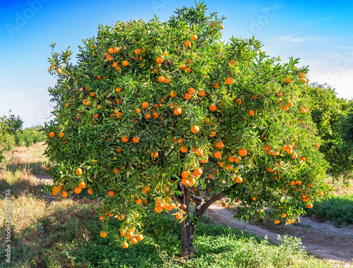 Canvas-taulu lush orange tree
