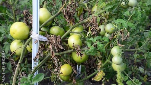 Wallpaper Mural green unripe tomatoes in garden Torontodigital.ca