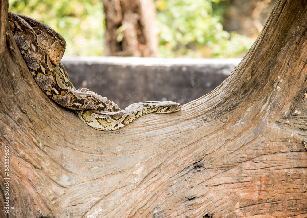 Naklejka premium Python