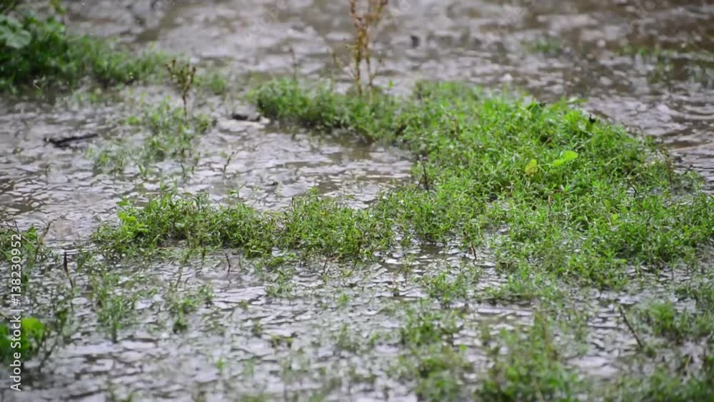 Puddles in grass in rain closeup Puddles in grass in rain closeup