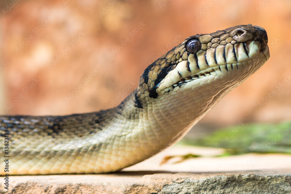 Amethystine python (Morelia amethistina) head and neck raised. Large snake in family Pythonidae, found in Indonesia, Papua New Guinea and Australia Amethystine python (Morelia amethistina) head and neck raised. Large snake in family Pythonidae, found in Indonesia, Papua New Guinea and Australia
