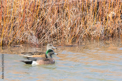 American wigeons (male and female) at Bosque del Apache National Wildlife Refuge in central New Mexico photo
