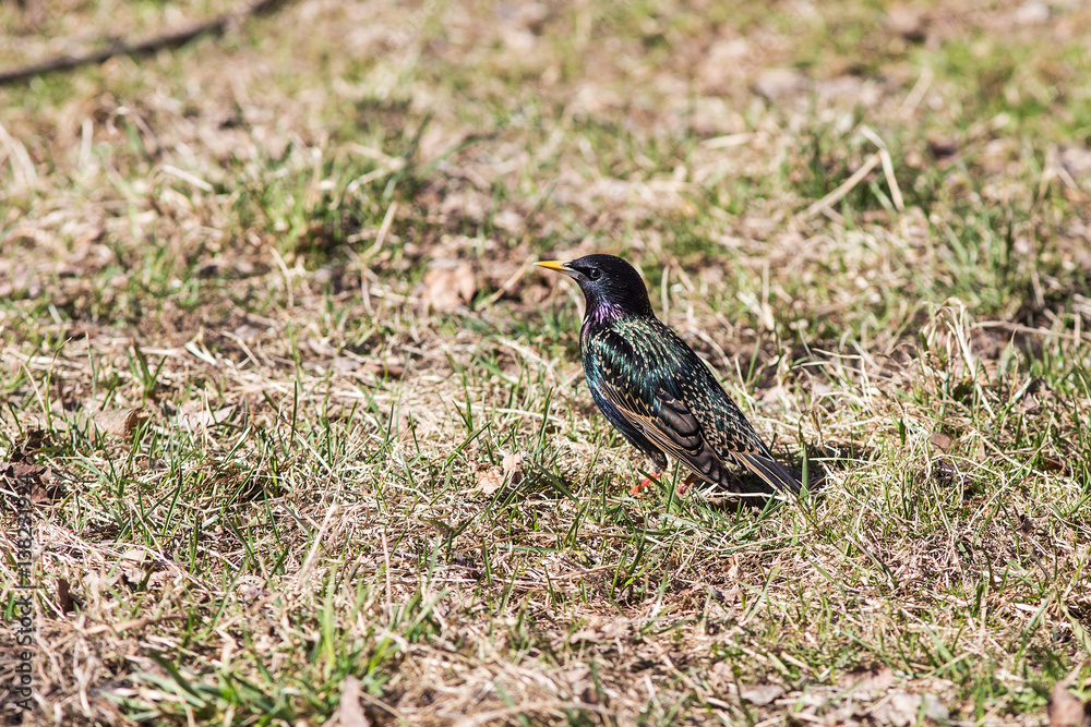 Starling in early spring Starling in early spring
