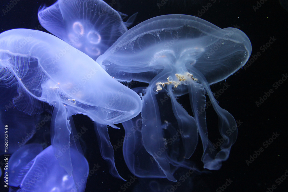 Fototapeta premium Versammlung der Ohrenquallen