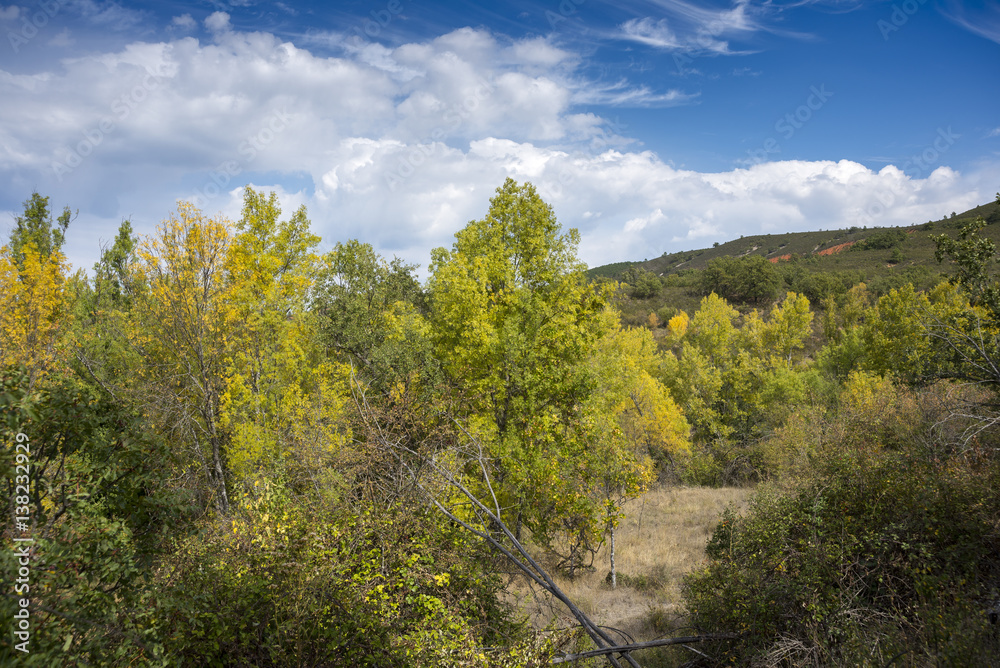 Narrow-leafed Ash, Fraxinus angustifolia, and Poplar groves next to de River Jarama, in Tamajon Mountains, Guadalajara Province, Spain.