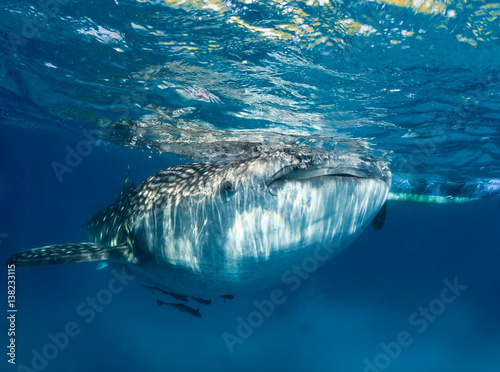 Large whale sharl with remora near the surface