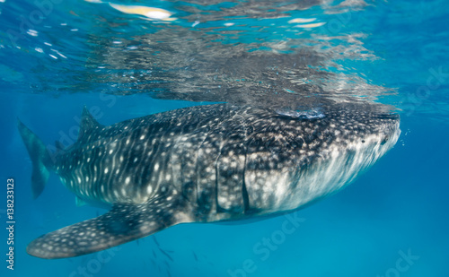 Whale Shark near the surface