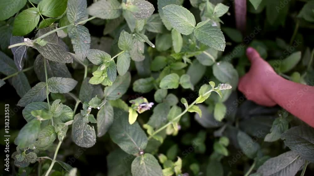 Woman picking peppermint leaves from a mint herbal plant. Fresh herbs. Mint harvest in the garden. Close up, overhead, top view. Woman picking peppermint leaves from a mint herbal plant. Fresh herbs. Mint harvest in the garden. Close up, overhead, top view.