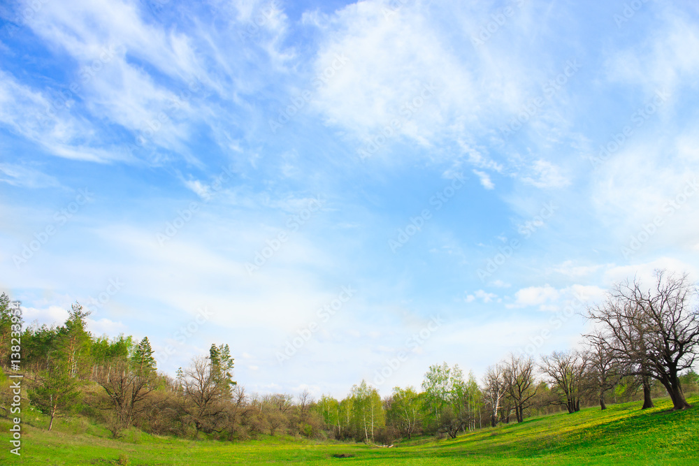 Picturesque landscape with green grass and cirrus clouds in summer sunny day